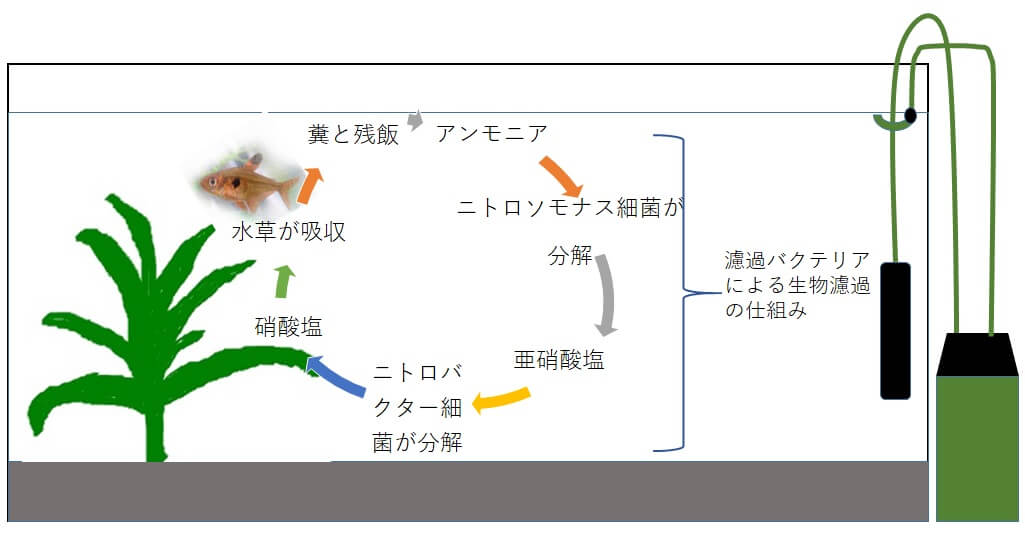 生態系を説明する資料