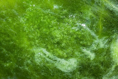 臭いアオコとラン藻