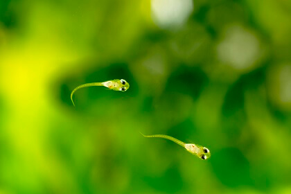 長生きするメダカの稚魚